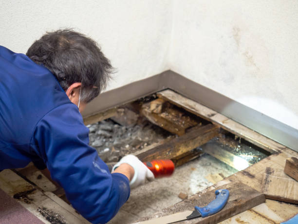 Best Mold Damage Repair  in Estacada, OR
