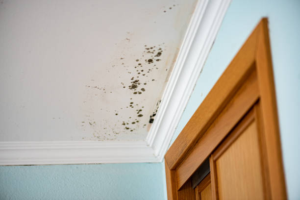 Best Mold Remediation Services  in Estacada, OR