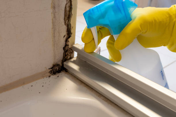 Home Mold Removal in Estacada, OR