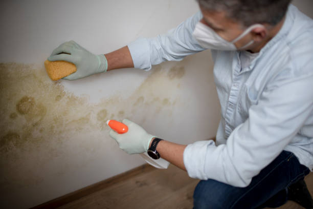 Best Crawl Space Mold Removal  in Estacada, OR