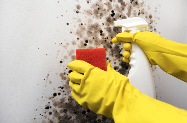 Best Local Mold Removal Service  in Estacada, OR