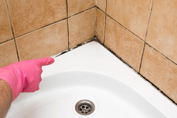 Best Professional Mold Removal  in Estacada, OR